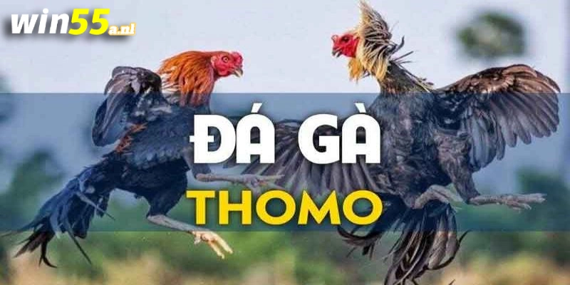 Đá gà Thomo kịch tính